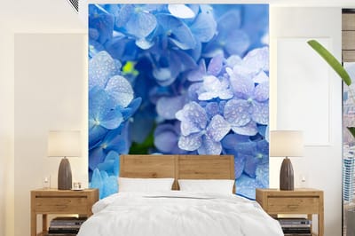 Behang - Fotobehang Hortensia - Waterdruppel - Bloemen - Botanisch - Blauw - Breedte 190 cm x hoogte 260 cm