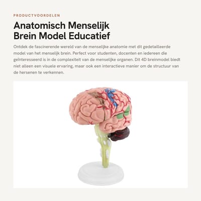 Dailygoods- Menselijk Brein Model - Anatomisch - 4D - Educatief Speelgoed - Medisch Leergereedschap - Duurzaam PVC - Gedetailleerd Model