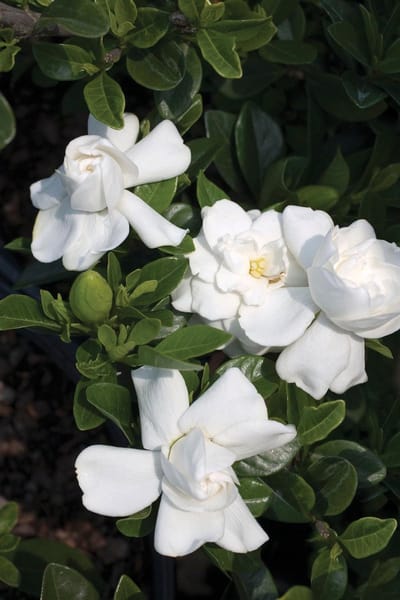 Gardenia Crown Jewel - Kaapse Jasmijn - Pot 2 Liter - Witte Bloem