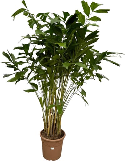 Caryota Mitis - Vissenstaartpalm - Kamerplant - Hoogte 200-220 cm - Potmaat Ø40cm