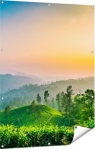Gards Tuinposter Zonsondergang op een Thee Plantage - 90x120 cm - Tuindoek - Tuindecoratie - Wanddecoratie buiten - Tuinschilderij