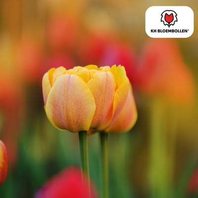 Tuinplantenshop.com | Tulpenbollen 'Iconic' | 20 Stuks | Oranje Dubbelbloemige Tulp - Ø5cm - 30-50cm hoog - Bloembol - Tuinplant