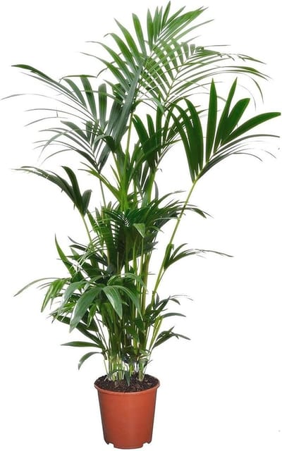 Kentia palm - Exotische groene kamerplant van 90-100cm - Eenvoudig te verzorgen