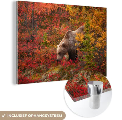 ® Glasschilderij 180x120 cm - Schilderij acrylglas - Grizzly beer vertoont zich in het Nationaal park Denali tussen de kleurrijke bladeren in Alaska - Foto op glas - Muurdecoratie woonkamer - Wanddecoratie slaapkamer - Schilderijen
