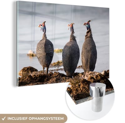 ® Glasschilderij 180x120 cm - Schilderij acrylglas - Parelhoenders aan het water in het Nationaal Park Etosha - Foto op glas - Muurdecoratie woonkamer - Wanddecoratie slaapkamer - Schilderijen