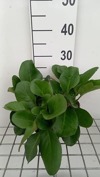 6x Schoenlappersplant - Bergenia hybr. 'Winterglöd' | 9x9 cm pot
