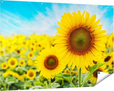 Gards Tuinposter Zonnebloemen Veld - 150x100 cm - Tuindoek - Tuindecoratie - Wanddecoratie buiten - Tuinschilderij