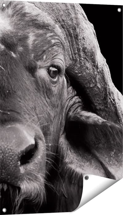 Gards Tuinposter Buffel - Buffelkop - Zwart Wit - 60x90 cm - Tuindoek - Tuindecoratie - Wanddecoratie buiten - Tuinschilderij
