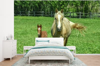 Behang - Fotobehang Paard - Veulen - Dieren - Breedte 400 cm x hoogte 300 cm