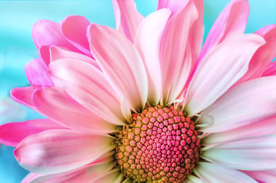 CANVASDOEK   ROZE BLOEM | Wanddecoratie | 30 CM x 20 CM | Canvas | Foto op canvas | Aan de muur | Natuur | Planten