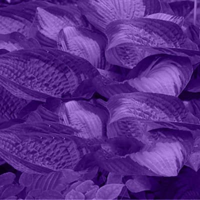 Hosta Zaden - Bloem Zaden - Tuin Aankleden - Makkelijk Kweekbaar - 3 Kleuren - Paars