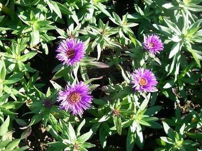 6x Aster - Aster n.a. 'Purple Dome' | 9x9 cm pot