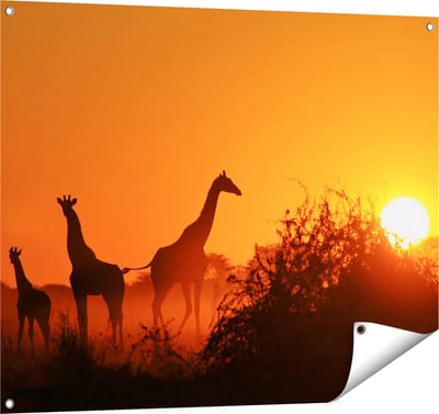 Gards Tuinposter Drie Giraffe Silhouetten bij Zonsondergang - 100x80 cm - Tuindoek - Tuindecoratie - Wanddecoratie buiten - Tuinschilderij