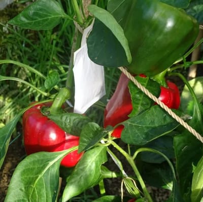 Ferrarium kweekzakjes tegen trips 10 zakjes - trips bestrijden - trips in monstera bestrijden - insecten bij groenteplanten - Neoseiulus cucumeris - meelmijten - Kweekzakjes tegen trips - Trips preventief aanpakken