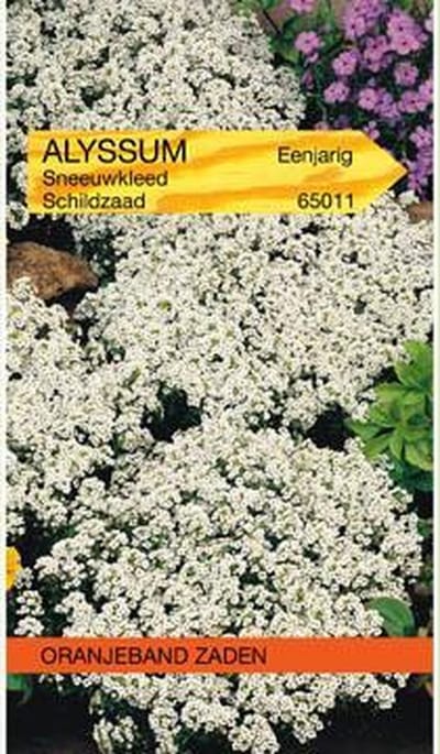 Alyssum Sneeuwkleed