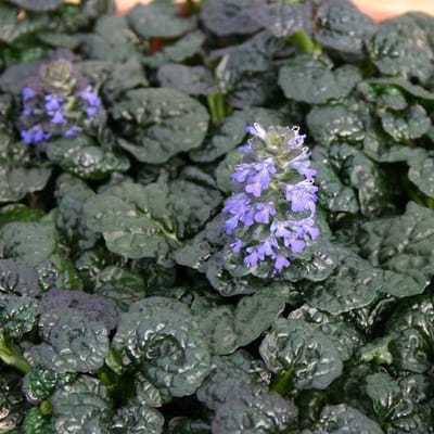 6 x Ajuga pyramidalis 'Metallica Crispa' - Kruipend zenegroen pot 9x9 cm