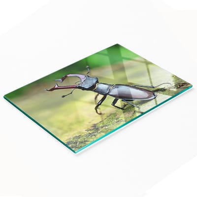 Multifunctionele decoratieve snijplank van gehard glas met kevermotief, 80x52 cm