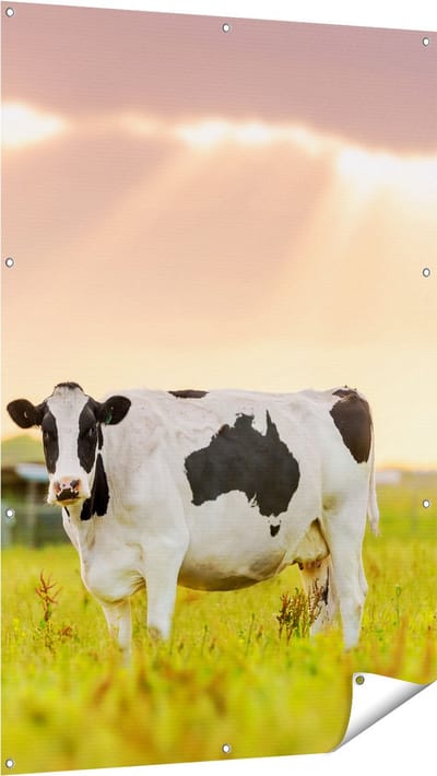 Gards Tuinposter Zwart Wit Koe in de Wei bij Zonsopkomst - 100x150 cm - Tuindoek - Tuindecoratie - Wanddecoratie buiten - Tuinschilderij