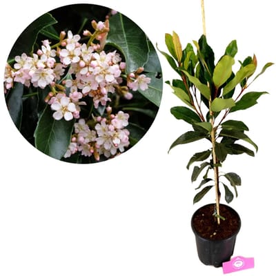 Eriobotrya japonica 'Coppertone' Japanse wolmispel, Hoogte 70-80cm, 5 liter pot