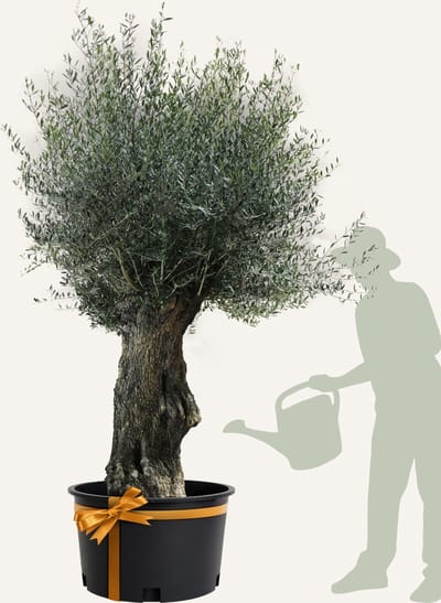 Evergreens - Olijfboom - Olea europaea - 'Bonsai' - 100/120 - Olea Europea - Olijfboom op stam in pot - Winterhard - Groenblijvend - Olijven - Voeding