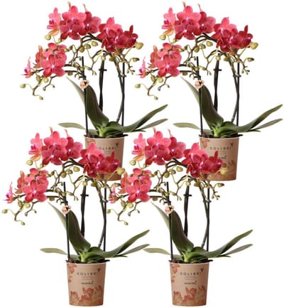 Green Harmony | COMBI DEAL of 4 red Phalaenopsis orchids - Congo - pot size Ø9cm flowering houseplant - fresh from the grower