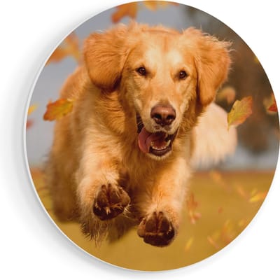 Artaza Forex Muurcirkel Golden Retriever Hond In De Herfst Bladeren - 40x40 cm - Klein - Wandcirkel - Rond Schilderij - Wanddecoratie Cirkel