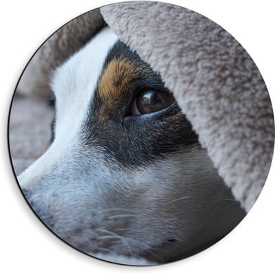 Dibond Wandcirkel - Hond onder Dekentje - 40x40cm Foto op Aluminium Wandcirkel (met ophangsysteem)