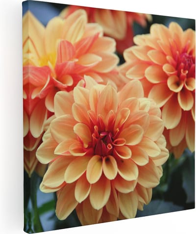 Artaza Canvas Schilderij Dahlia's - 80x80 cm - Wanddecoratie Bloemen - Muurdecoratie Woonkamer - Schilderijen Op Canvas