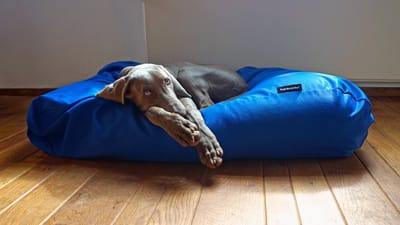 Dog's Companion Hondenkussen / Hondenbed - M - 90 x 70 cm - Kobalt Water- en Vuilafstotende Coating - Waterafstotend