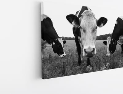 Saammp Canvas Schilderij - 3 Koeien in de wei - Natuur - Dieren - 45x30 - Foto op canvas - Wanddecoratie - Muurdecoratie Woonkamer - Slaapkamer decoratie - Canvas Print