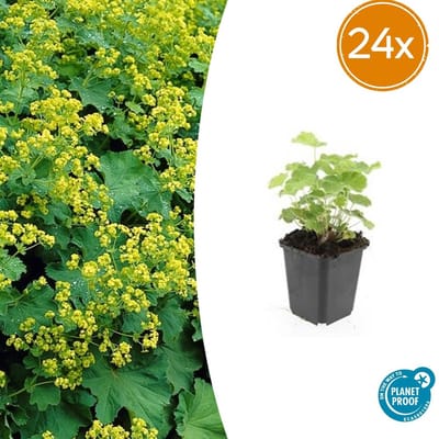 24 Stuks Vrouwenmantel, Geelgroene Bloemen, Bodembedekker, Alchemilla mollis - 10-25cm - Ø9cm
