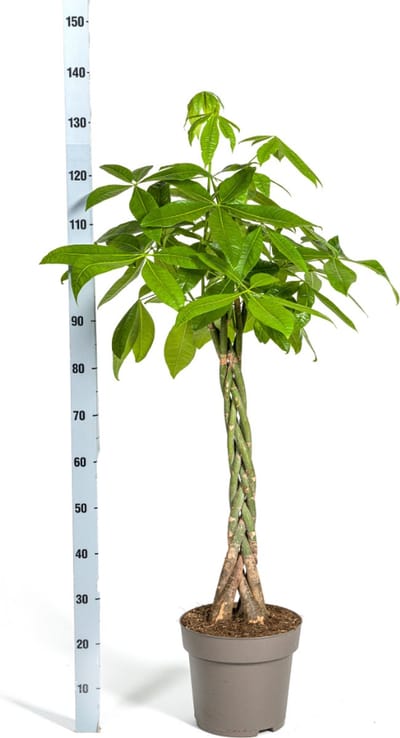 De Geldboom of Watercacao, Groene Plant, Symboliek van Geluk en Welvaart, Pachira Aquatica Ø27cm - 140-150cm