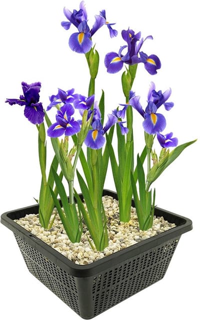 vdvelde.com - Blauwe lis vijverplantenset (Iris Kaempferi Blue) - Blauw bloeiende oeverplant - Winterhard - Inheems - Bijenvriendelijk - 4 planten met vijvermand, klei, substraat