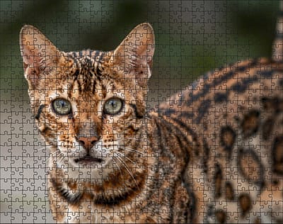 Puzzel Bengaalse kat | 500 stukjes | Dierenpuzzel | Kattenpuzzel