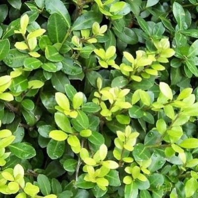 12 x Bolvormige Japanse Hulst Ø 20cm - Wintergroene Bolvorm Buxusvervanger - Ilex crenata 'Dark Green Ø 20cm