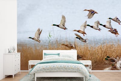 Behang - Fotobehang Eend - Vogel - Riet - Water - Eenden - Breedte 525 cm x hoogte 350 cm