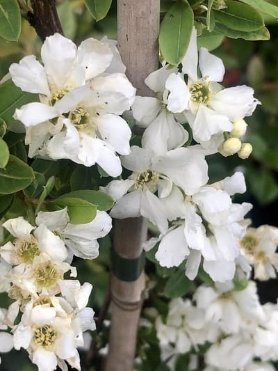 Bloeiende struik - Witte bloesem - Tuin decoratie - Rijke bloei - 80-100 cm - Wit