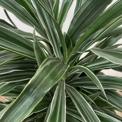 Dracaena Warneckei vertakt - 100cm