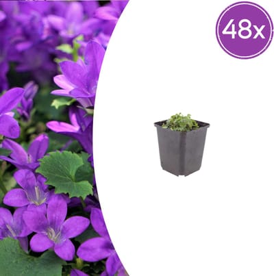 Tuinplantenshop.com | Campanula portenschlagiana | 48 stuks - Ø9cm - 10-25cm hoog - Tuinplant