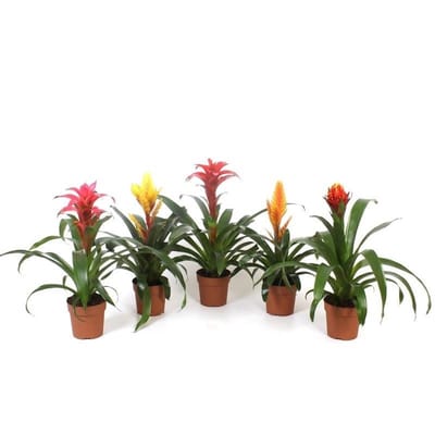 JUNAVERA Bromelia gemengd - Terrariumplant 9 cm pot, verschillende soorten | Per stuk