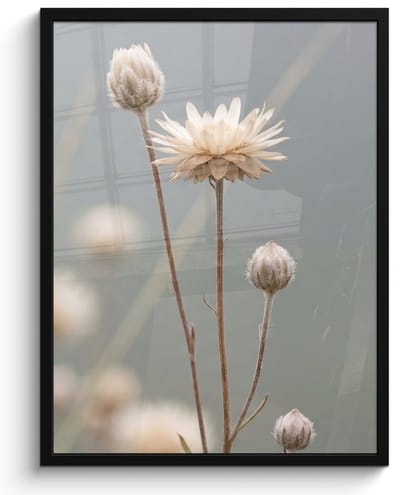 Poster in lijst - Fotolijst 60x80 cm - Posters - Strobloemen - Wit - Daglicht - Posterlijst zwart - Decoratie - Wanddecoratie woonkamer - Muurdecoratie slaapkamer