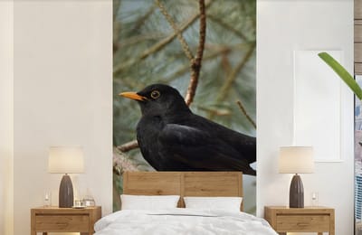 Behang - Fotobehang Vogel - Merel - Takken - Dieren - Breedte 120 cm x hoogte 240 cm