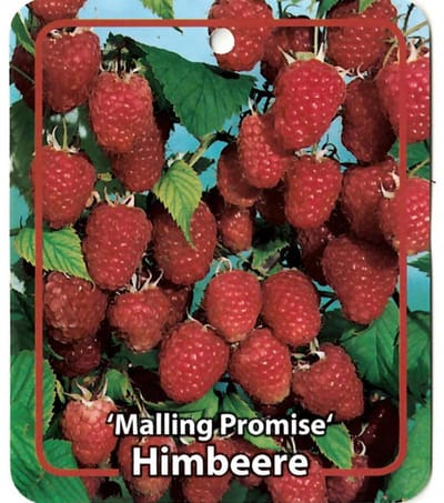 Oosterik home - Rubus Idaeus Malling Promise