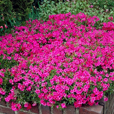 50 x Kruipphlox of Vlambloem Roze - Bodembedekker Wintergroen - Phlox subulata 'MacDaniel's Cushion' in 9x9cm pot met hoogte 5-10cm