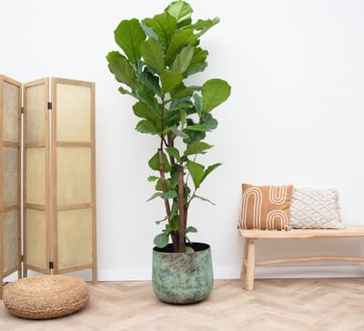 Ficus Lyrata vertakt XXL - 210cm