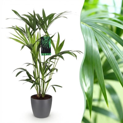 Plantenboetiek.nl | Howea Forsteriana - Kentia Palm - Weinig Onderhoud - Groen - met Potter Grijs - Ø19cm - 80-85cm hoog - Kamerplant - Arrangement - Plant met pot