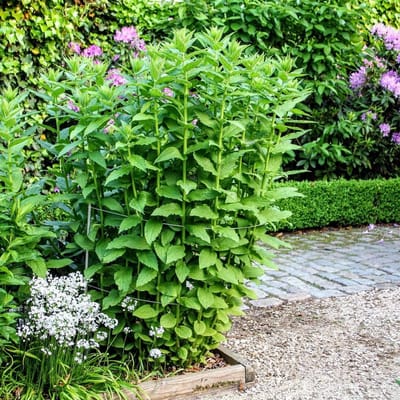 2 veelzijdige 3-in-1 plantensteunen | L 125 cm