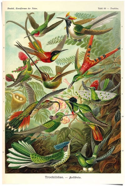 Poster Ernst Haeckel - Beautiful Birds - 91,5 x 61 - Papier - REINDERS