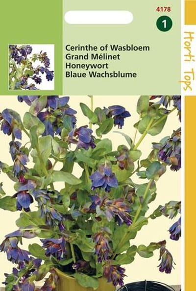 Hortitops Zaden - Cerinthe Major atropurpuranscens