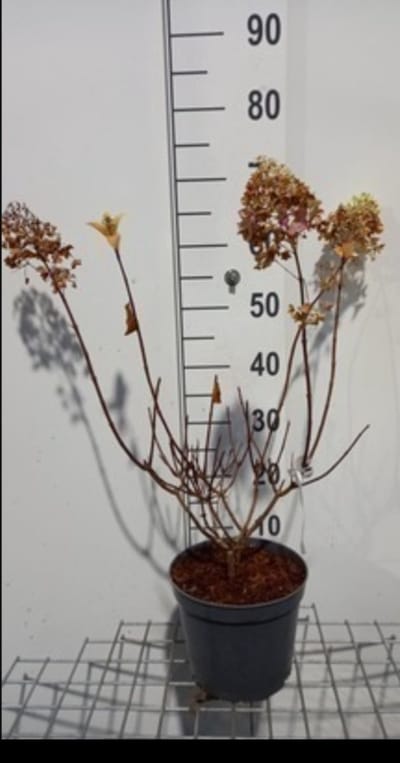 2 x Hydrangea pan. 'Silver Dollar' - Pluimhortensia 40- 50 cm in pot